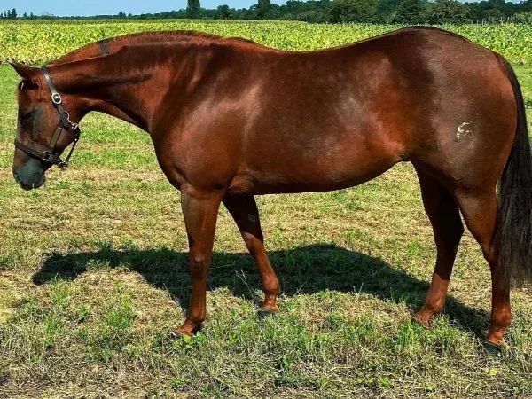 FM Master spooka, Sorrel Quarter Horse Broodmare — dreamquarters.de