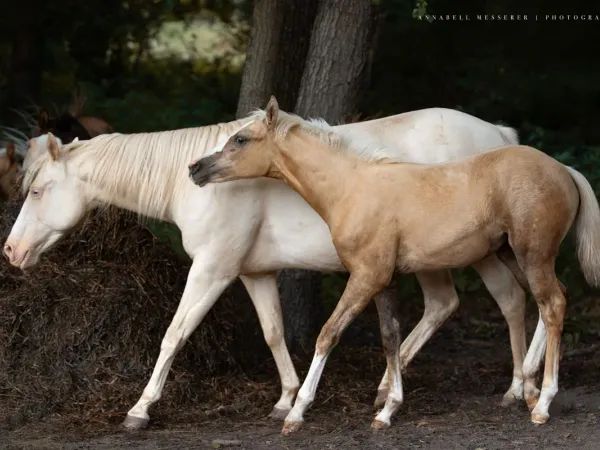 Shining Gun Tari, palomino Quarter Horse Mare - dreamquarters.de