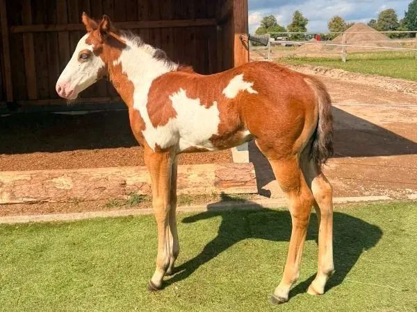 Electric Gunsmoke, sorrel overo Paint Horse Stallion — dreamquarters.de