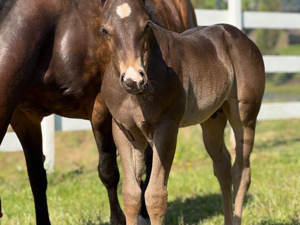 2025 colt by Call Me Mr Voodoo