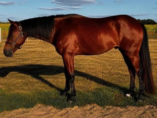 Willy Wisely DH , bay Paint Horse Gelding — dreamquarters.de