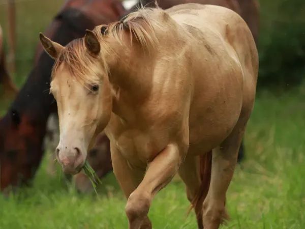 Little Kizz to Cash, Amber champagne Quarter Horse Gelding - dreamquarters.de