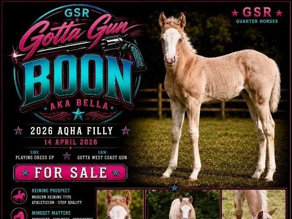GSR Boon Gotta Gun, Palomino Roan Quarter Horse Mare — dreamquarters.de