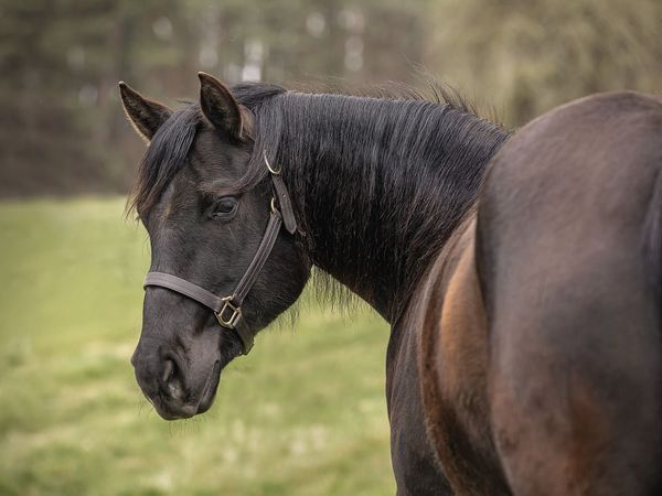 Black Wimpy