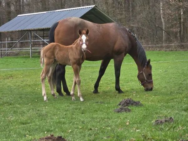 Joy & Meau, Bay Quarter Horse Broodmare - dreamquarters.de
