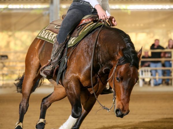 Frozted, Bay Brauner Quarter Horse Gelding - dreamquarters.de