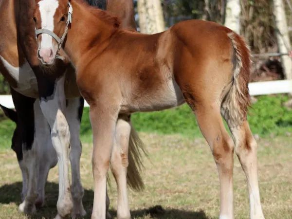 Gunners Lil Dream, Sorrel/ chestnut Quarter Horse Mare - dreamquarters.de