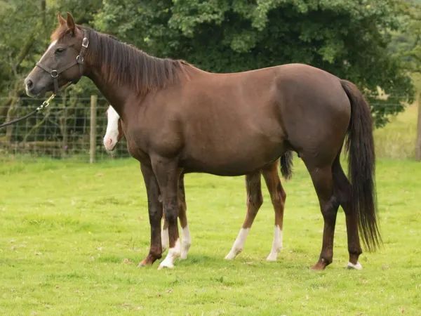 Good N Plenty Spark, sorrel Quarter Horse Broodmare - dreamquarters.de