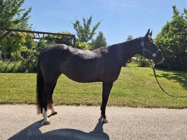 One Martini Mrs Gray, black/gray Quarter Horse Mare - dreamquarters.de