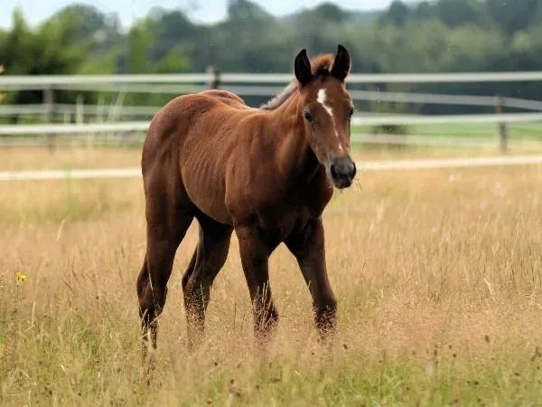 💥Hot Chocolate To Go💥, GRAY Quarter Horse Stallion - dreamquarters.de