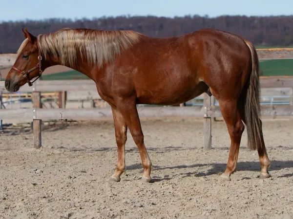 Mr Right in Town, Sorrel Quarter Horse Gelding - dreamquarters.de