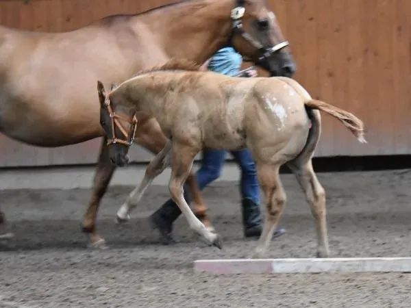 Caramelli, dun with blanket Appaloosa Mare - dreamquarters.de