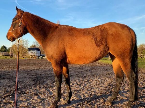 A LIL WHIZ DEL CIELO, bay Quarter Horse Mare - dreamquarters.de