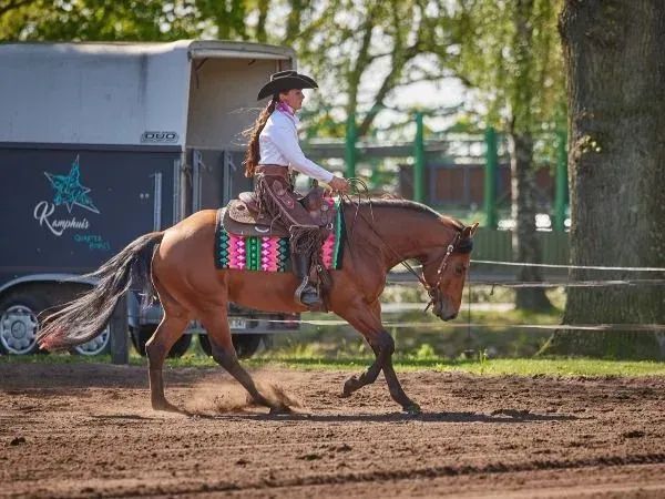 Chip Trick, bay Quarter Horse Gelding - dreamquarters.de