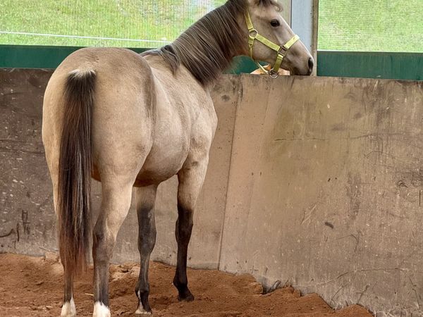 Surprise Mr Wayland, Buckskin Quarter Horse Stallion - dreamquarters.de