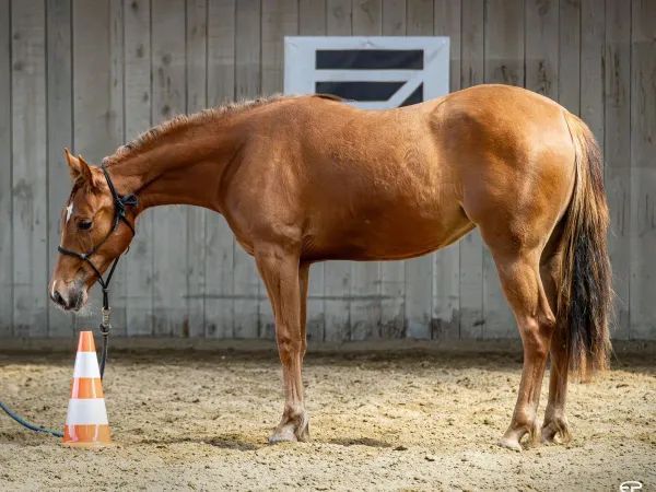 EP I LIKE IN LIKE, Sorrel Quarter Horse Mare - dreamquarters.de