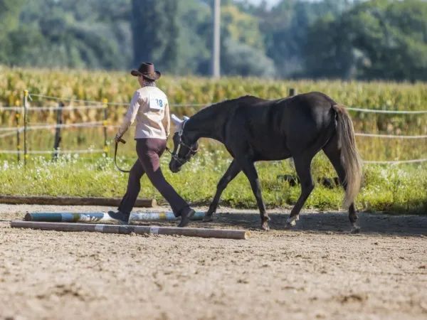 NH Touch Of Fate, Silver Dapple / Rappe mit Silver Quarter Horse Mare - dreamquarters.de