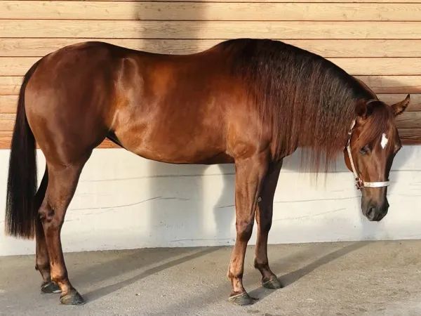 WHAT A PRETTY ROSE, chestnut Quarter Horse Mare - dreamquarters.de