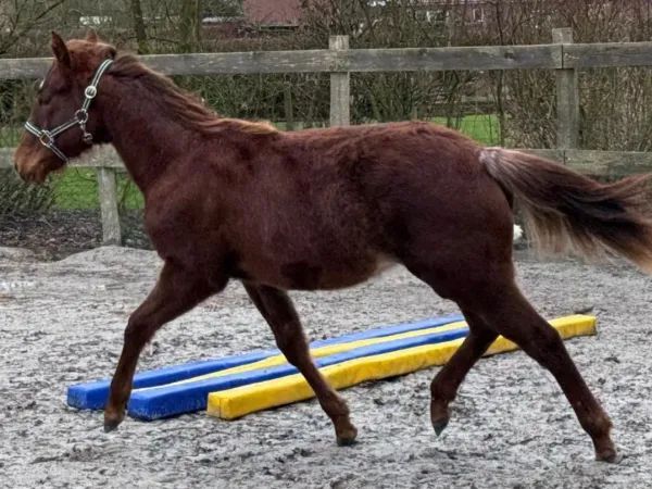 Shine Good, sorrel rabicano Quarter Horse Mare - dreamquarters.de