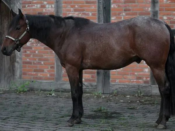 DR Dressed In Chrome , bay roan Quarter Horse Gelding - dreamquarters.de