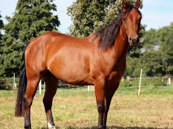SR Walla Whiz Flash, Bay Quarter Horse Gelding - dreamquarters.de