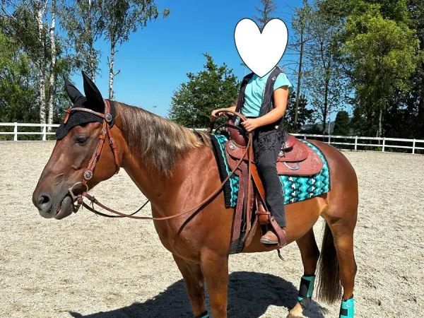 This Is Merlins Grin, sorrel Quarter Horse Mare - dreamquarters.de