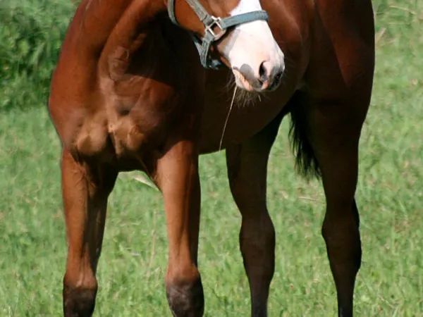 WHIZZABELLE, Bay-overo Quarter Horse Mare - dreamquarters.de