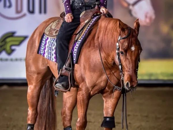X Whizdoms Bobcat, Red Dun Quarter Horse Gelding - dreamquarters.de