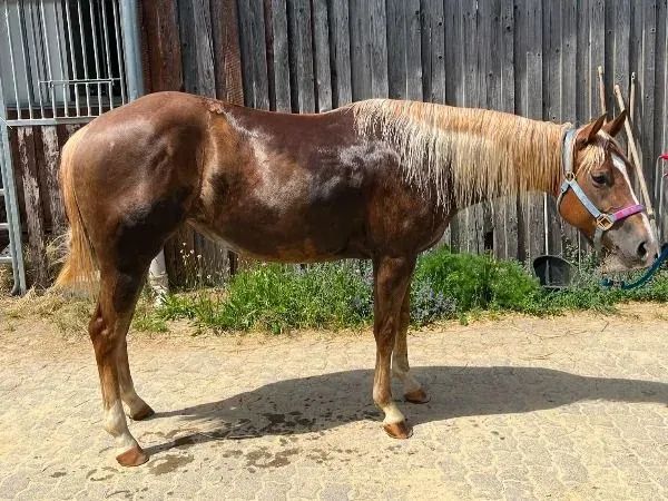 MB Sweetness Shine, chestnut Quarter Horse Mare - dreamquarters.de