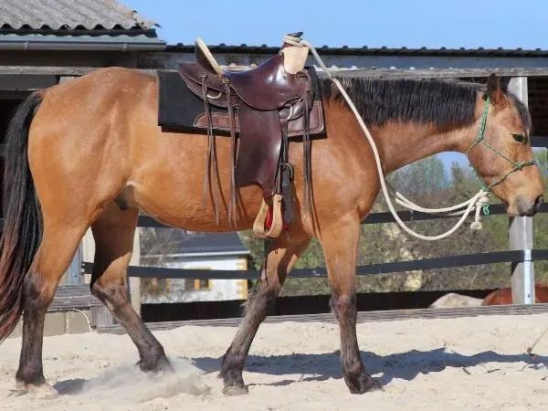 Best Chic Maxen, buckskin Quarter Horse Gelding - dreamquarters.de