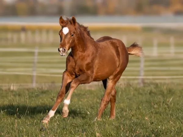 Smart N Edgy, Sorrel Quarter Horse Stallion - dreamquarters.de