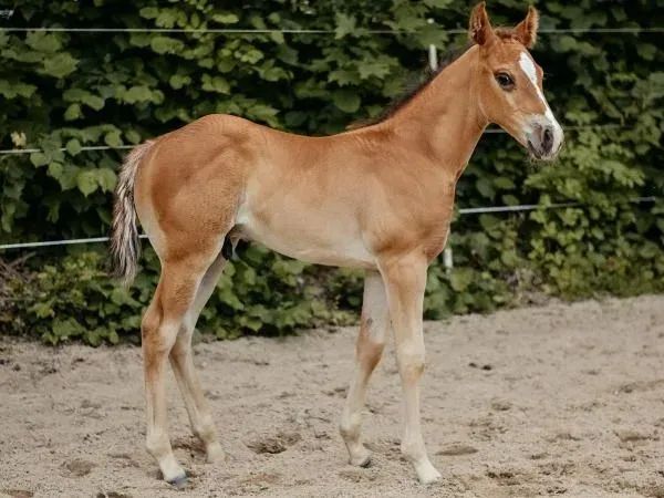 Cooper, bay Quarter Horse Stallion — dreamquarters.de