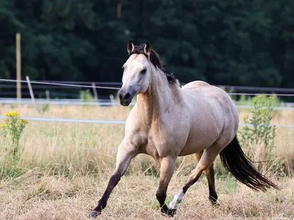 Diamondsrforgirls, Buckskin Quarter Horse Mare — dreamquarters.de
