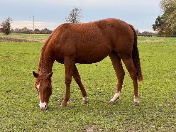 Bibi Blazing Melody, chestnut Quarter Horse Mare - dreamquarters.de