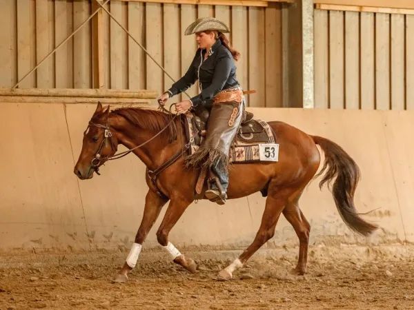 QT GoesToHollywood, Fuchs Quarter Horse Gelding - dreamquarters.de