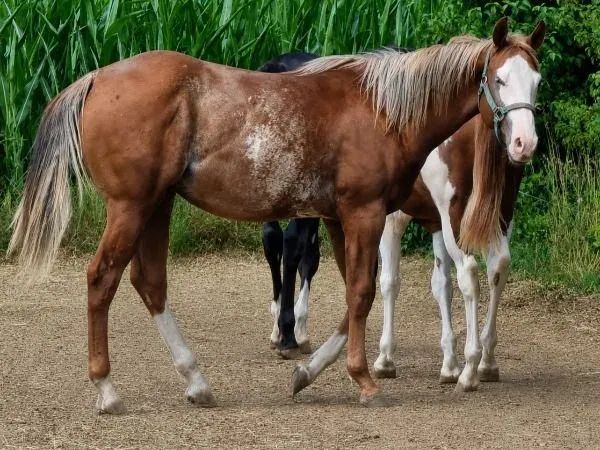 AM Timeless, sorrel Quarter Horse Stallion - dreamquarters.de