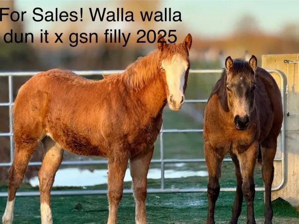 Surpriceatnite, Sorrel Quarter Horse Mare - dreamquarters.de