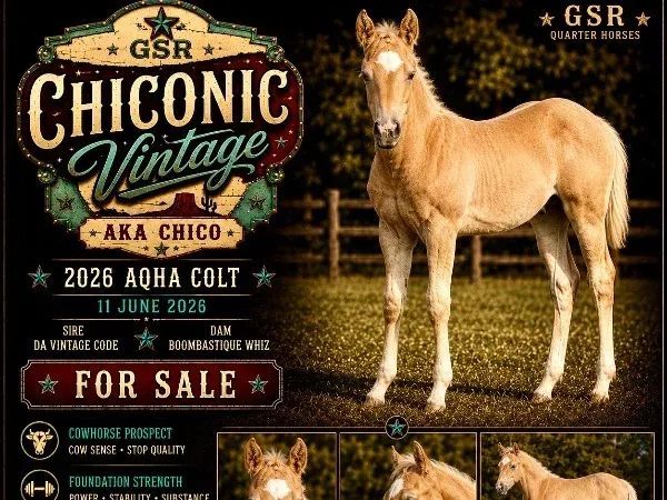 GSR Chiconic Vintage, palomino Quarter Horse Stallion — dreamquarters.de