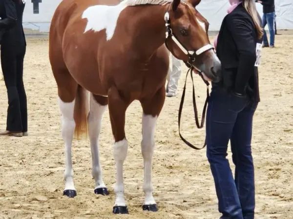 Guaranteed Noworry, sorrel tobiano Paint Horse Mare - dreamquarters.de