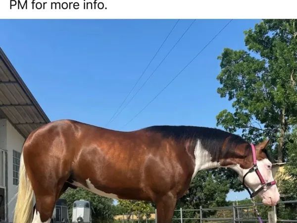 PL ROOSTERWHIZYOU, Bay and white Quarter Horse Gelding — dreamquarters.de
