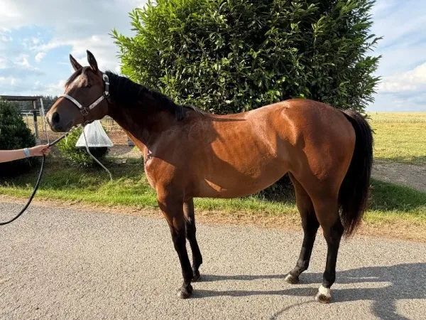 My Blue Charm, bay Quarter Horse Mare - dreamquarters.de