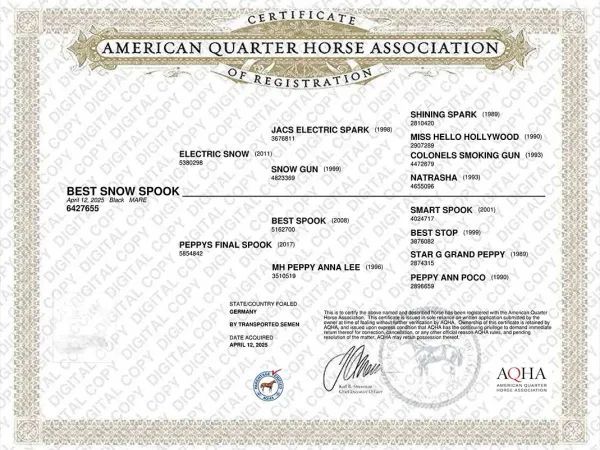 BEST SNOW SPOOK, Black Quarter Horse Mare - dreamquarters.de