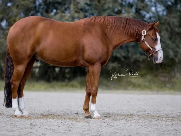 AK Gun Special Whiz, sorrel Quarter Horse Gelding - dreamquarters.de