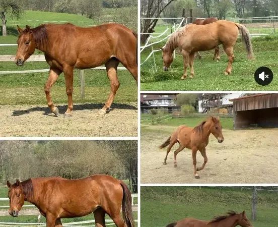 SL Steppin On Babie, Chestnut Quarter Horse Mare - dreamquarters.de