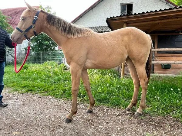 Lady In Champagne, amber champagne Quarter Horse Mare - dreamquarters.de