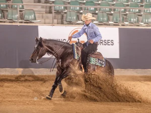 The Dark Revolution, Brown Quarter Horse Stallion - dreamquarters.de