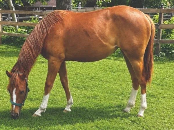 Gunna Steal Hearts , Sorrel  Quarter Horse Mare - dreamquarters.de