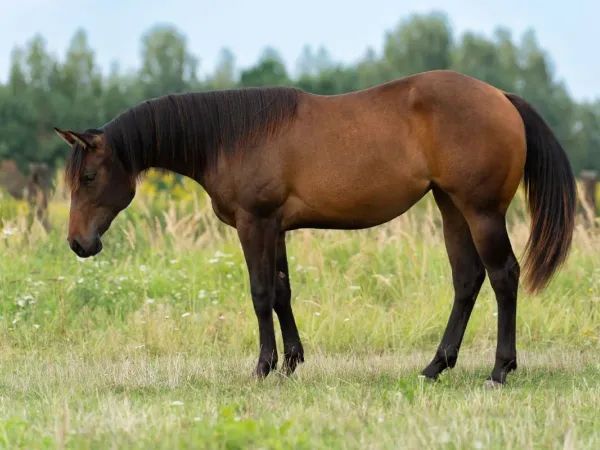 MOCHA ESPRESSO, Bay Quarter Horse Mare — dreamquarters.de