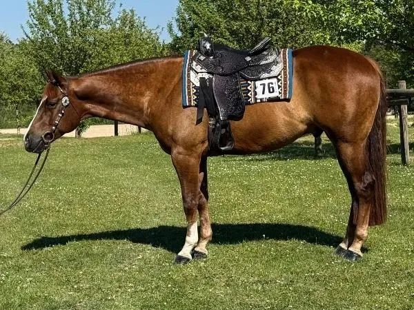 Scotch An Moonlight, sorrel Quarter Horse Gelding — dreamquarters.de