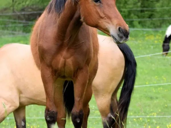 Dry Doc Silent Lilly , Bay Quarter Horse Mare - dreamquarters.de